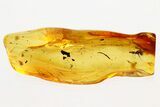 Fossil Ant (Formicidae) with Coprolite (Fossil Poop) in Baltic Amber #335796-1